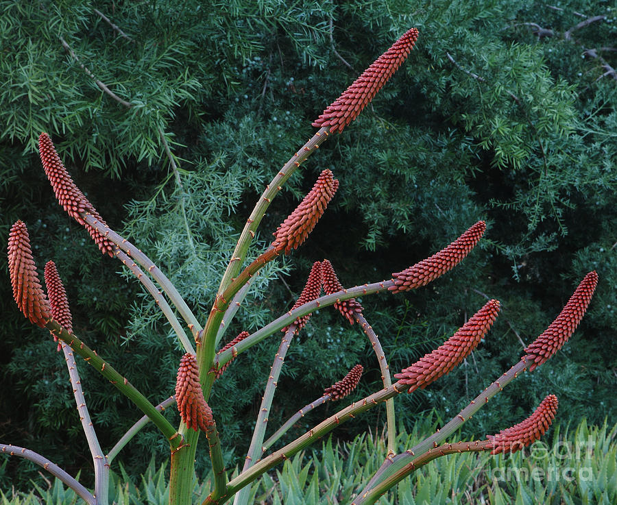 Aloe excelsa - Zimbabwe Aloe Photograph by Nicholas Burningham