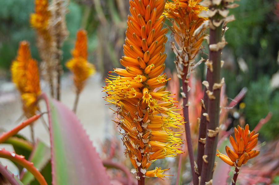 Aloe Vera Blossoms Photograph by Margaret Pitcher