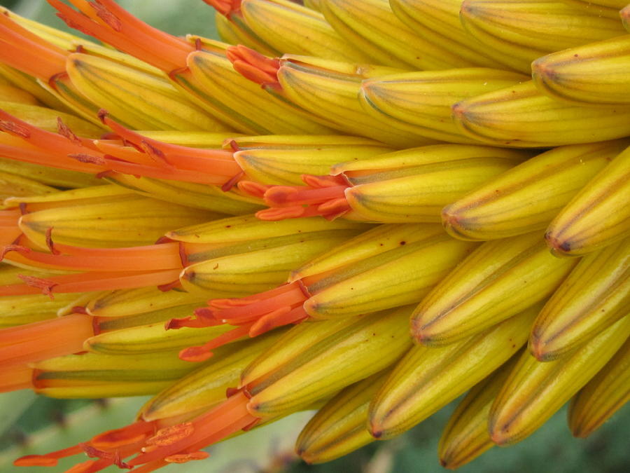 Aloe Photograph