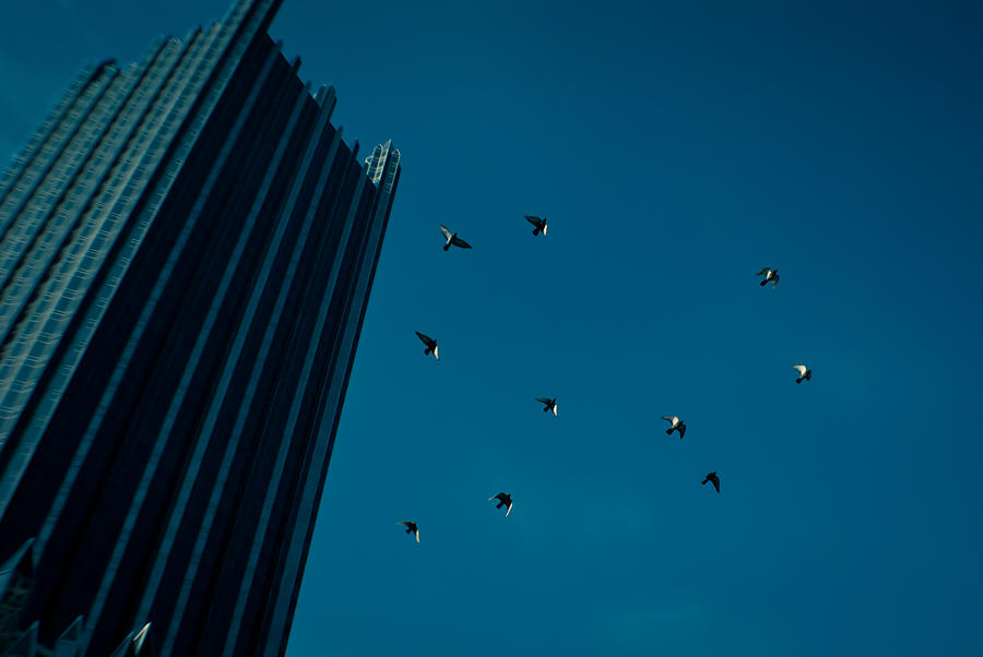 Birds Photograph - Aloft by Jason Heckman Birds Photograph - Aloft by Jason Heckman