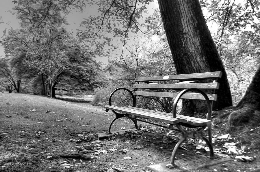 Japanese Garden Photograph - Alone in the Park by Sarai Rachel Japanese Garden Photograph - Alone in the Park by Sarai Rachel