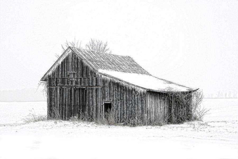 Barn Photograph - Alone in the Snow by Mary Timman