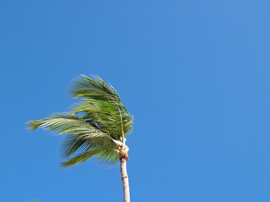 Alone in the Wind Photograph by Fredrik Ryden - Fine Art America