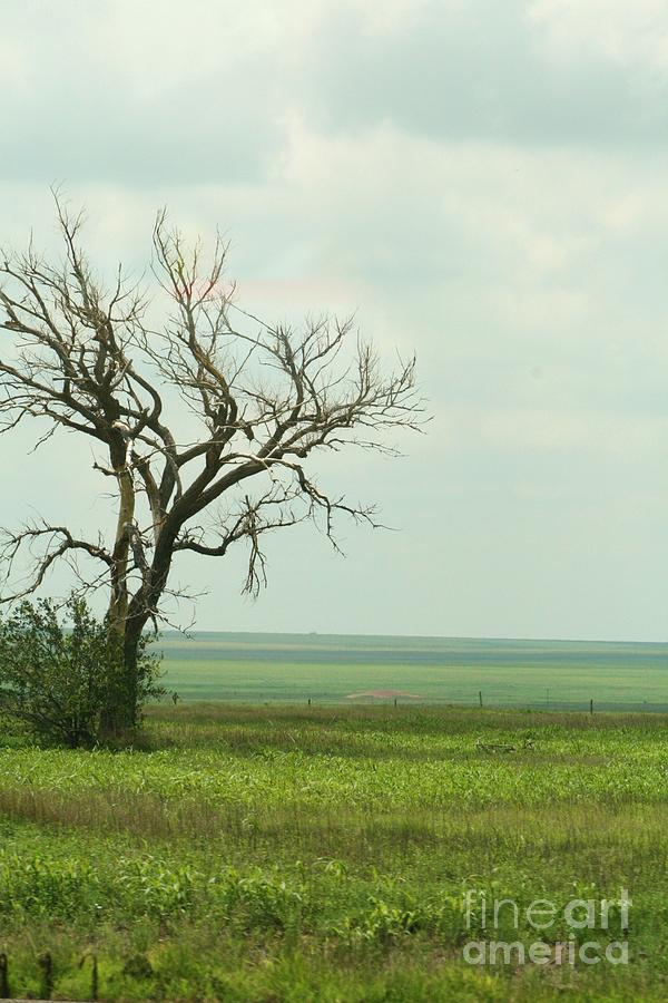 alone on the Prairie Photograph by Christina A Pacillo