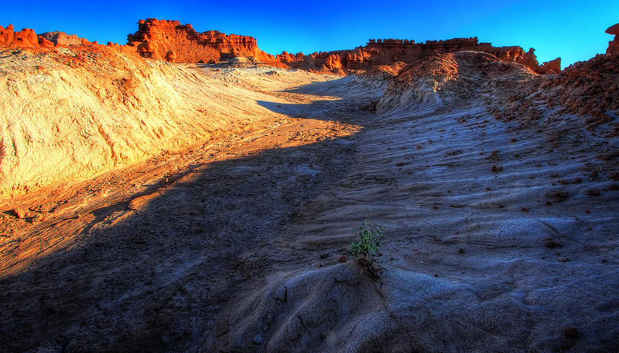 Desert Photograph - Alone by William Gillam