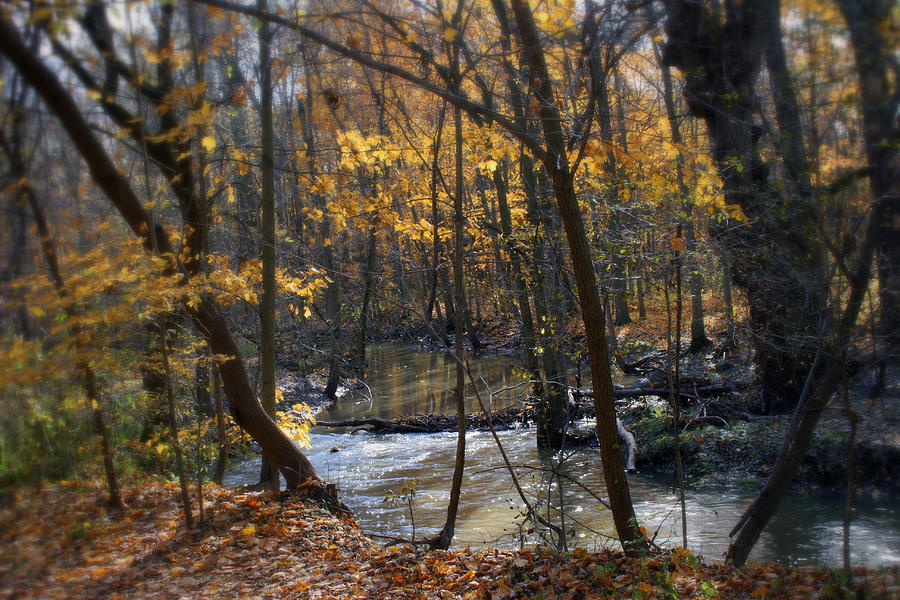 Along The Creek In Fall Photograph by Kay Novy