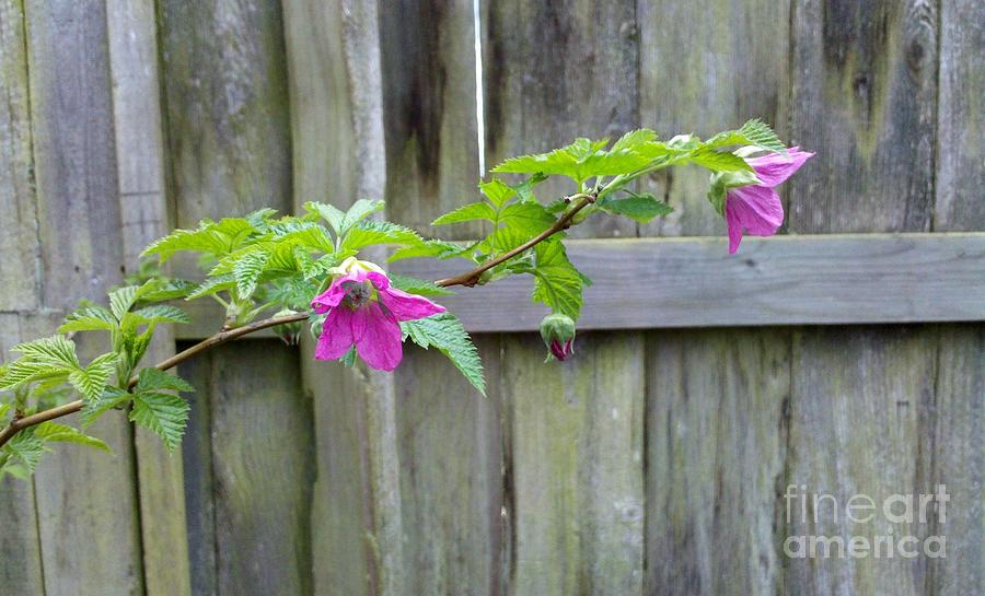Salmonberry Photograph - Along the fence by Helen Campbell