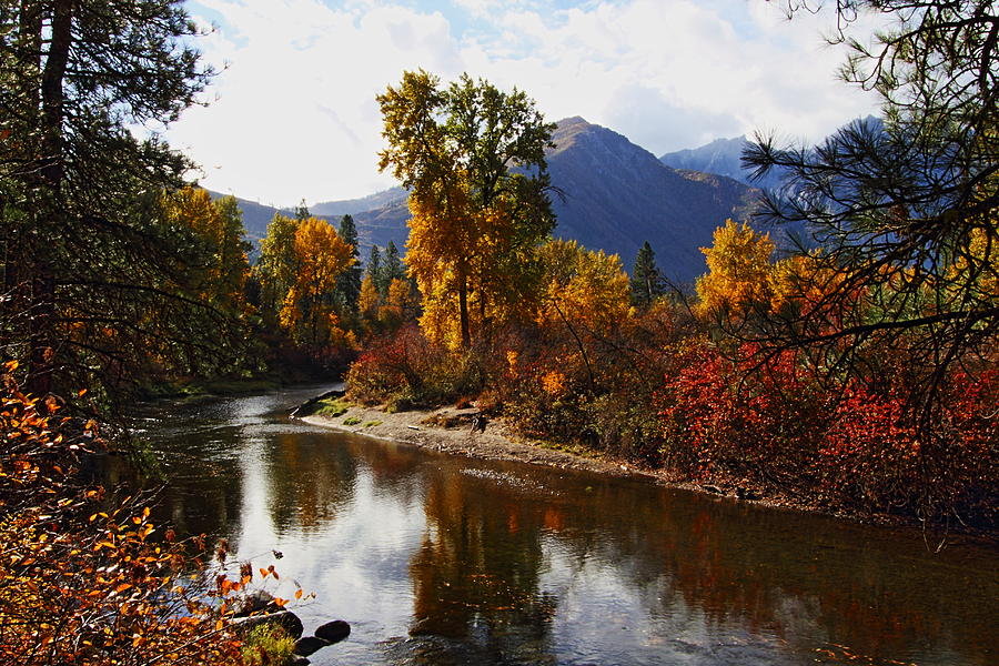 Tree Photograph - Along the River - Autumn by Daryl Hanauer