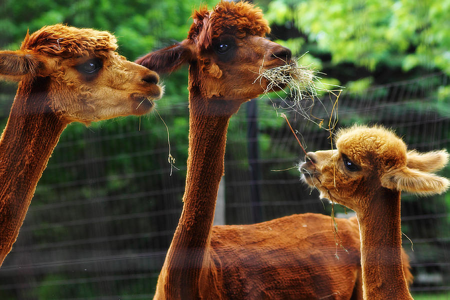 Alpaca Family Photograph by Scott Hovind