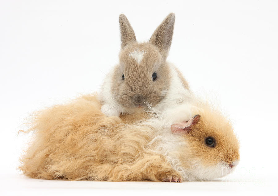 Alpaca Guinea Pig And Baby Rabbit Photograph by Mark Taylor