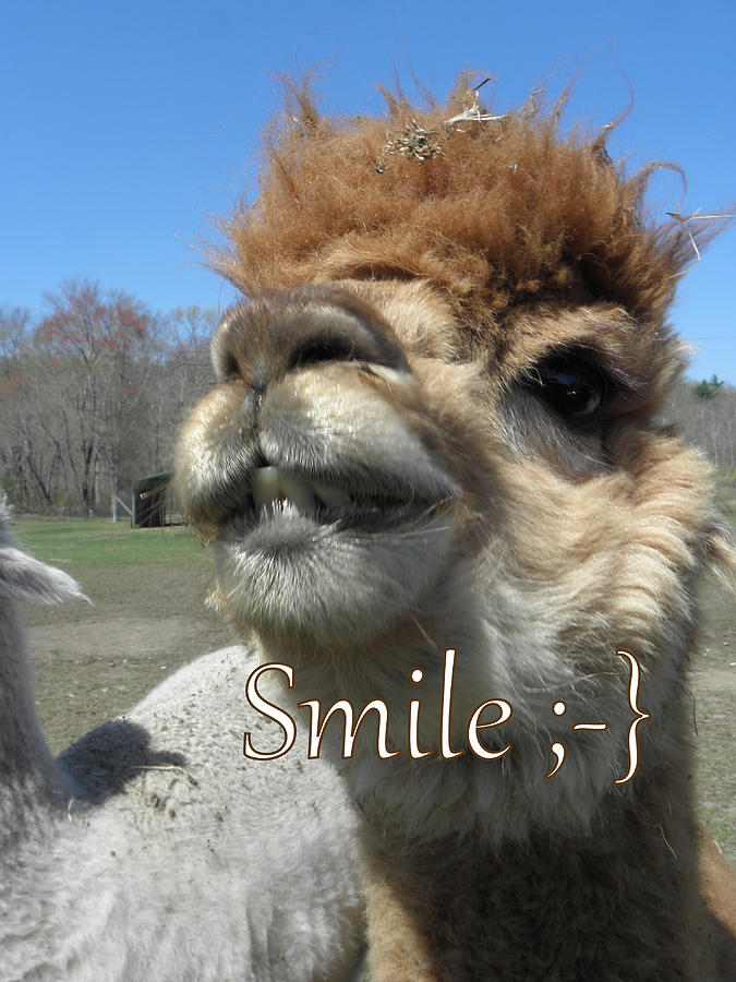 Alpaca Smile  Photograph by Kim Galluzzo Wozniak