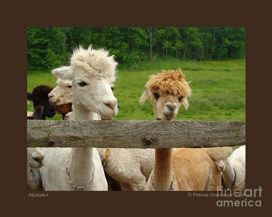Animal Photograph - Alpacas-I by Patricia Overmoyer