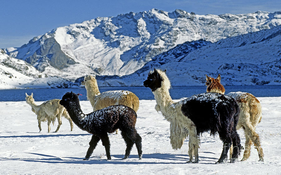 Alpacas in the Snow - Peruvian Andes Photograph by Craig Lovell
