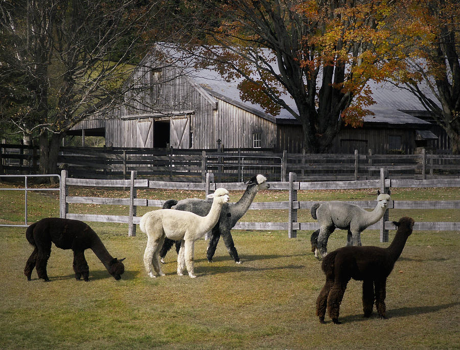 Alpacas in Vermont Photograph by Nancy Griswold