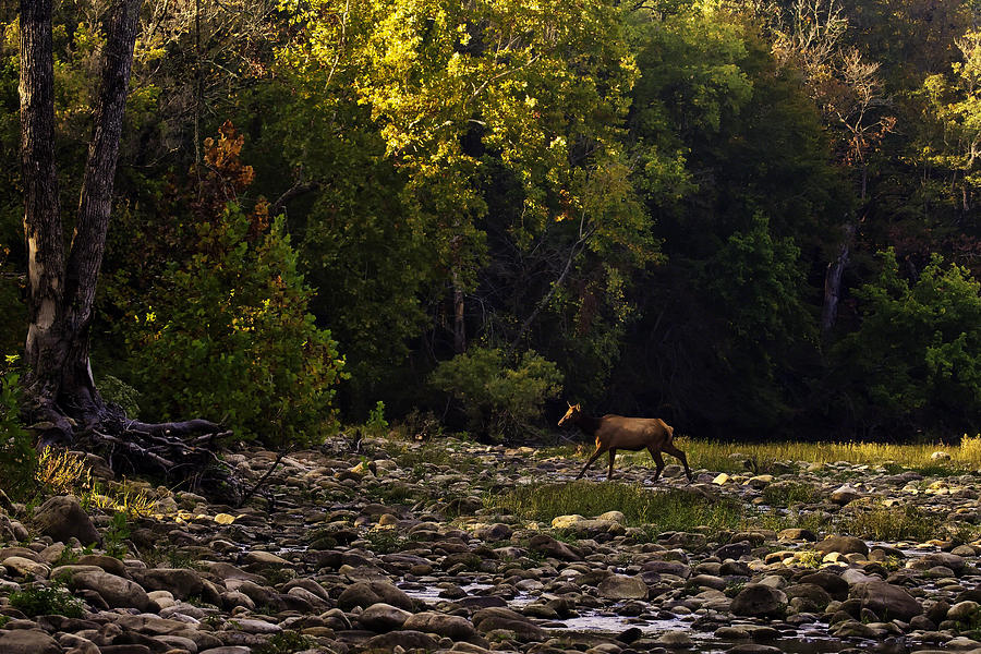 Alpha Cow Crossing the Buffalo National River Photograph by Michael Dougherty