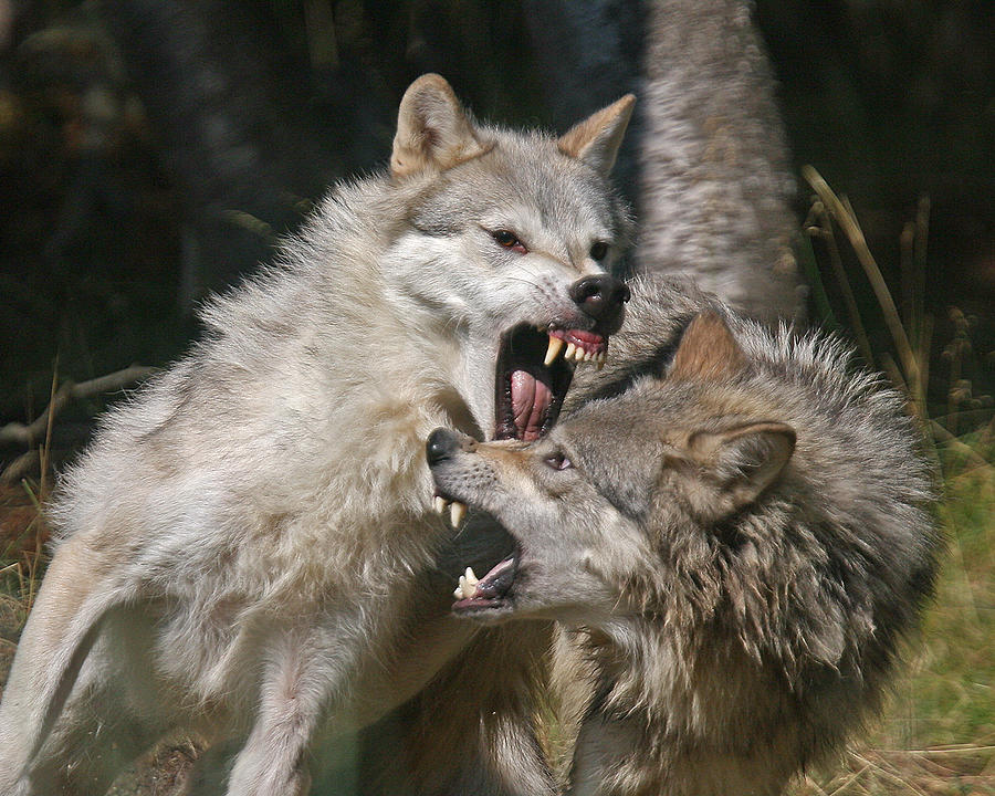 Wolves Fighting For Alpha