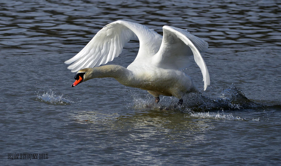 Wildlife Photograph - Alpha swan A by Brian Stevens