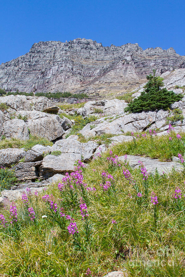 Alpine Abundance 3 Photograph by Katie LaSalle-Lowery