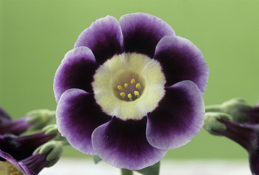 Alpine Auricula 'elizabeth Anne' Flower Photograph by Archie Young ...