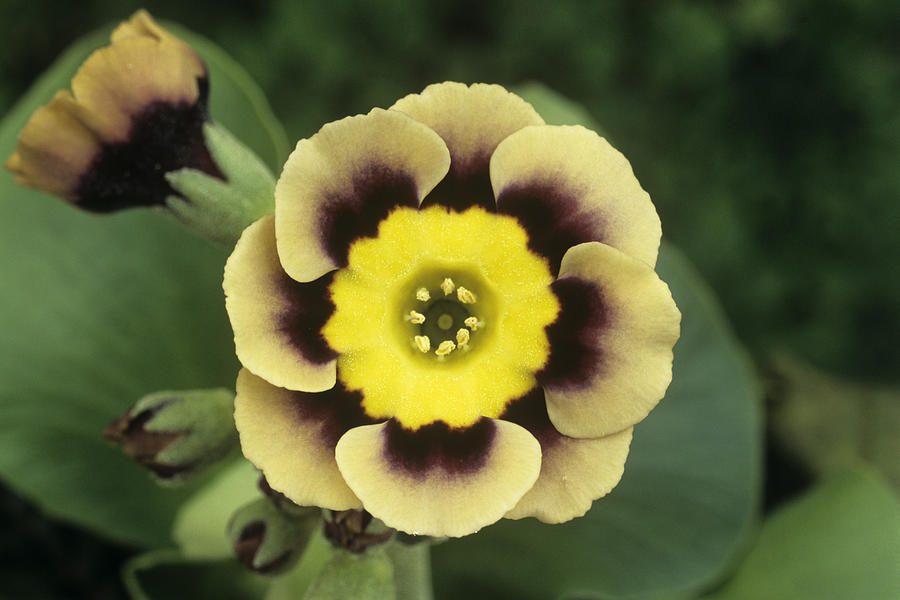 Alpine Auricula 'sirius' Flower Photograph by Archie Young - Fine Art ...