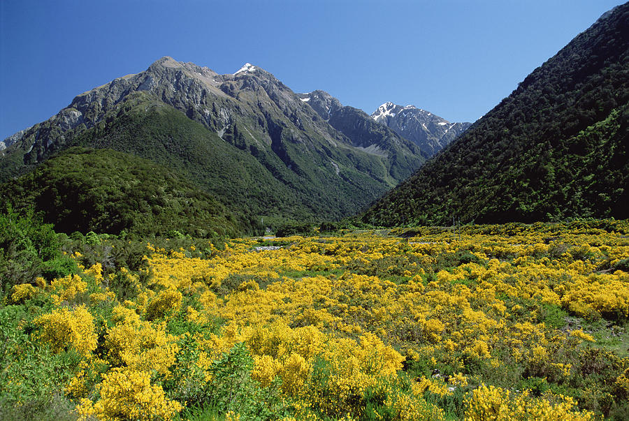 Alpine Flowers, Arthurs Pass National Photograph by Konrad Wothe