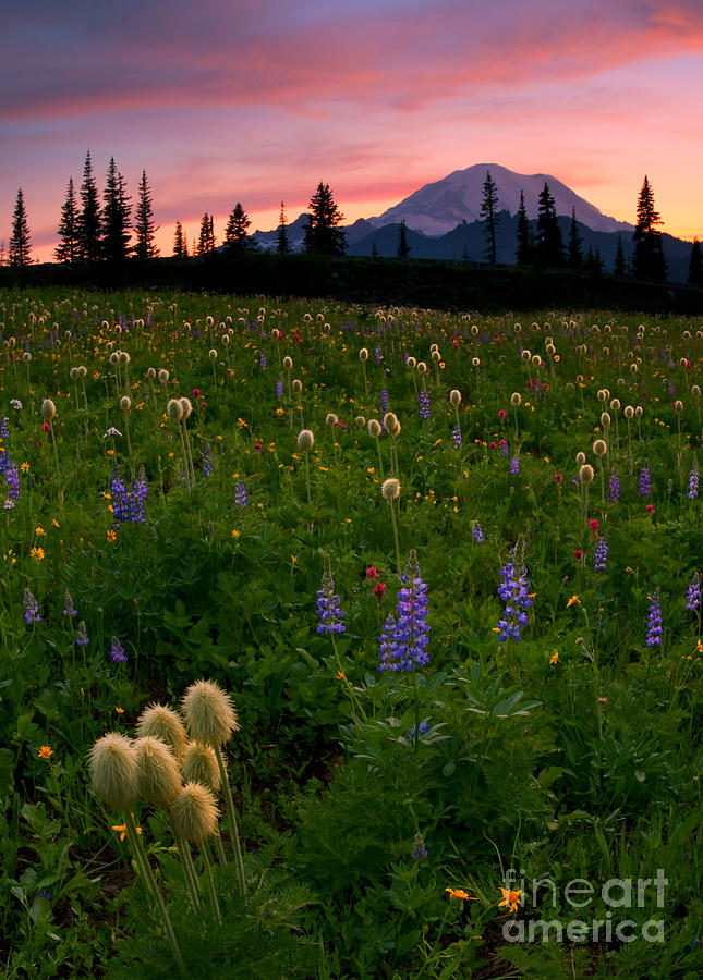 Sunset Photograph - Alpine Garden by Michael Dawson