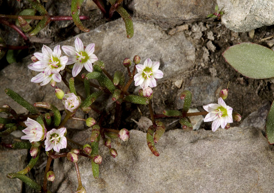 Alpine Lewisia (lewisia Pygmaea) Photograph by Science Photo Library Alpine Lewisia (lewisia Pygmaea) Photograph by Science Photo Library