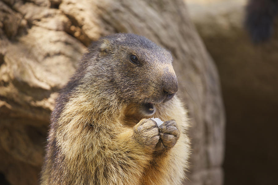 Alpine Marmot Nibbling Food From Paws Photograph by Meriel Lland