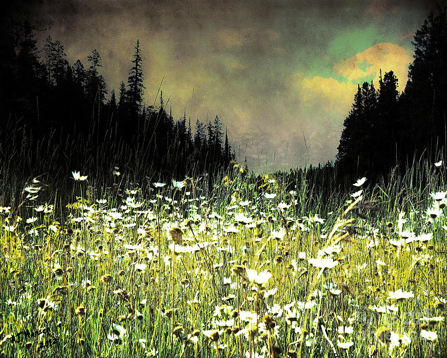 Alpine Meadow Photograph by Arne Hansen