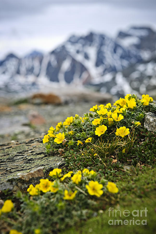 Flower Photograph - Alpine meadow  by Elena Elisseeva