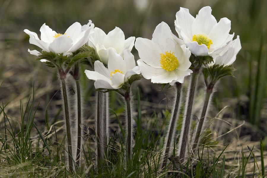 Flower Photograph - Alpine Pasque Flower (pulsatilla Alpina) by Bob Gibbons