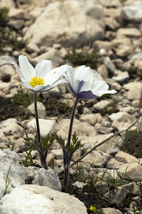 Flower Photograph - Alpine Pasque Flower (pulsatilla Alpina) by Paul Harcourt Davies