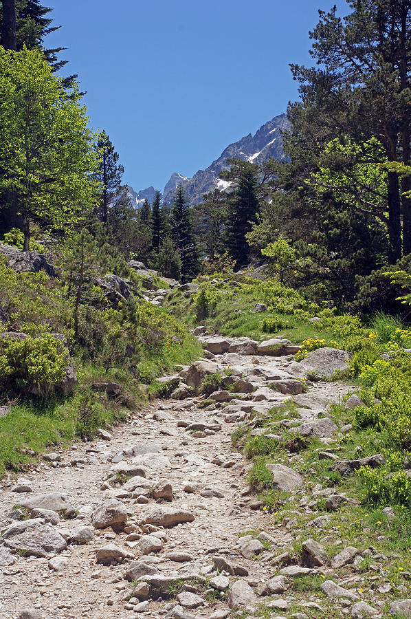 Alpine path 1 Photograph by Rod Jones