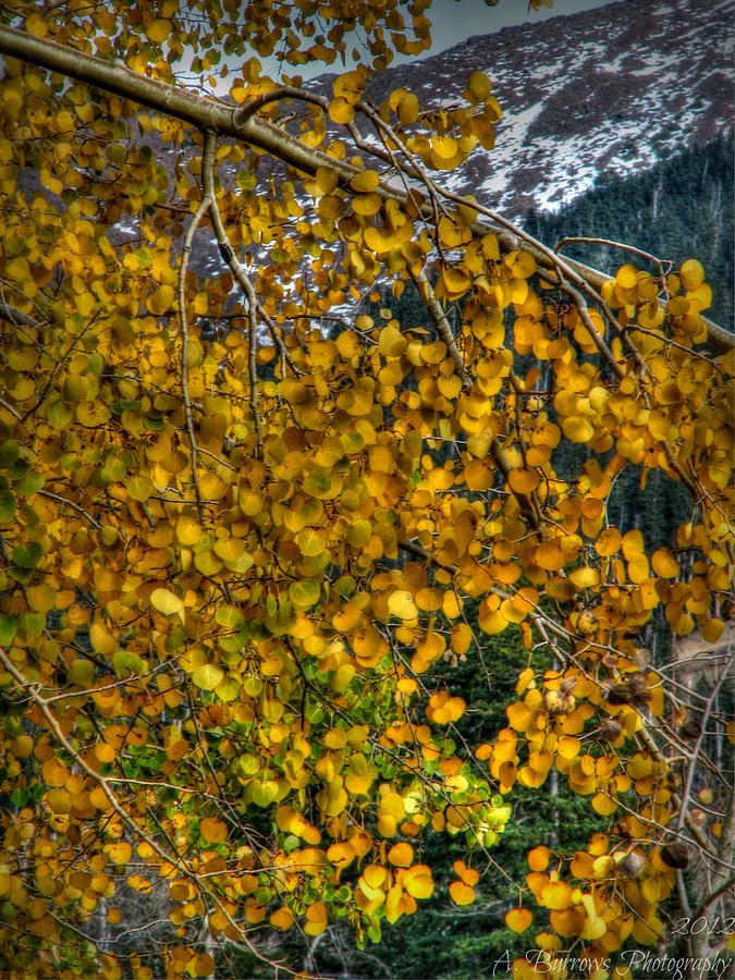 Alpine Snow Patches Beyond the Aspen Leaves Photograph by Aaron Burrows
