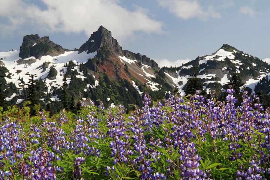 Alpine Wild flowers Rainier National Park Photograph by Pierre Leclerc Photography
