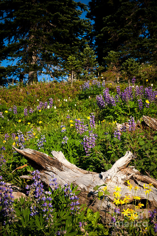 Alpine Wildflower Meadow Photograph by Karen Lee Ensley