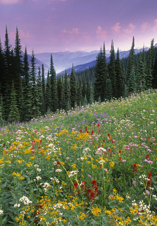 Alpine Wildflower Meadow, Mount Photograph by Darwin Wiggett