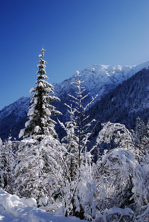 Alpine wonderland Photograph by Anthony Citro