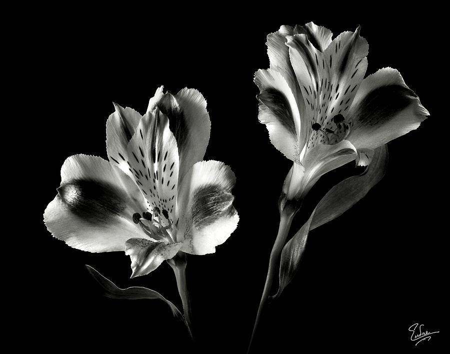 Alstroemeria in Black and White Photograph by Endre Balogh