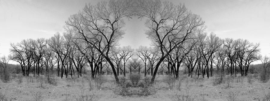 Altered Series - Bare Double Photograph by Kathleen Grace