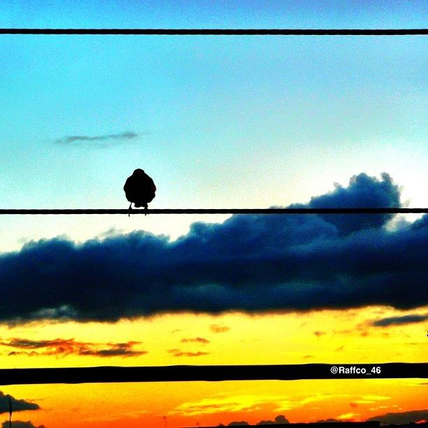 Bird Photograph - always Look Beyond My Thought For by Raffaele Salera