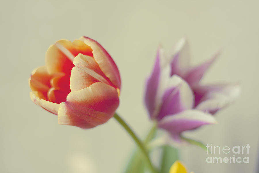 Tulip Photograph - Always There by Violet Gray