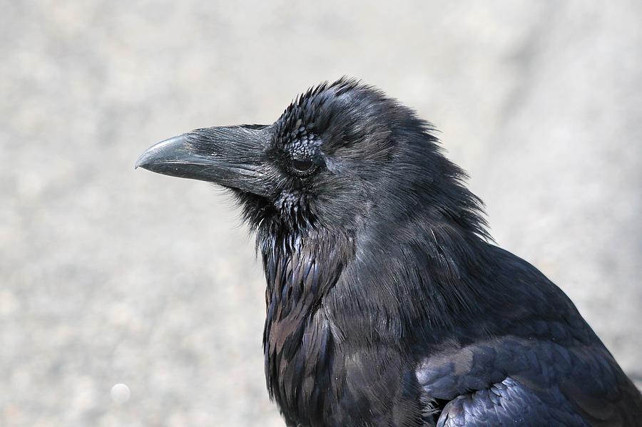 Crow Photograph - Am I Good Looking Or What by David Dunham