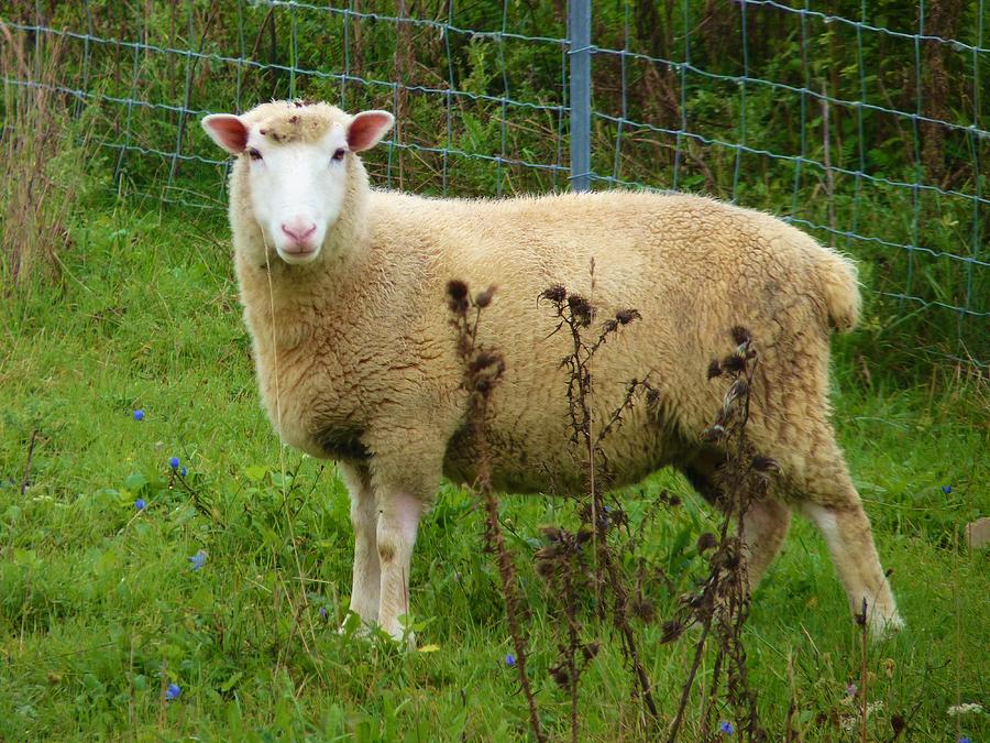 Sheep Photograph - Am I Looking Good by Jeanette Oberholtzer