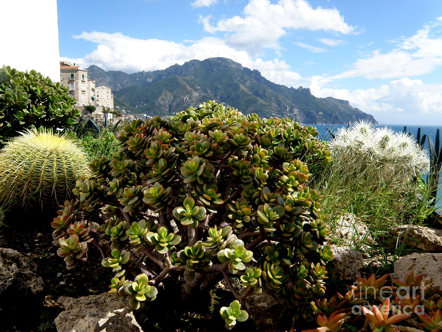 Amalfi Coast Succulents Photograph by Tatyana Searcy