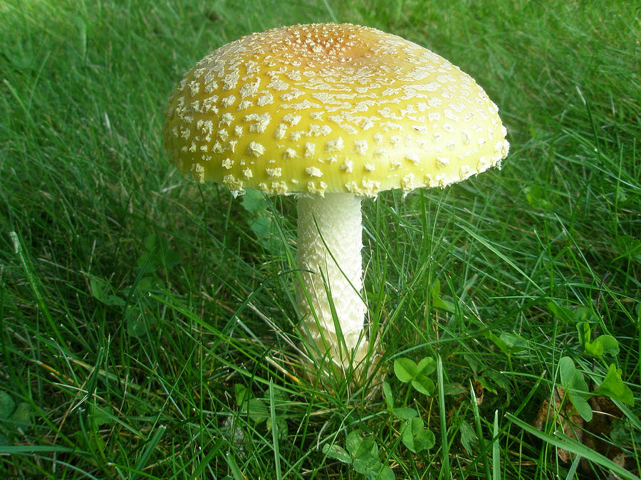 Amanita muscaria - guessowii Mushroom Photograph by Carol Senske