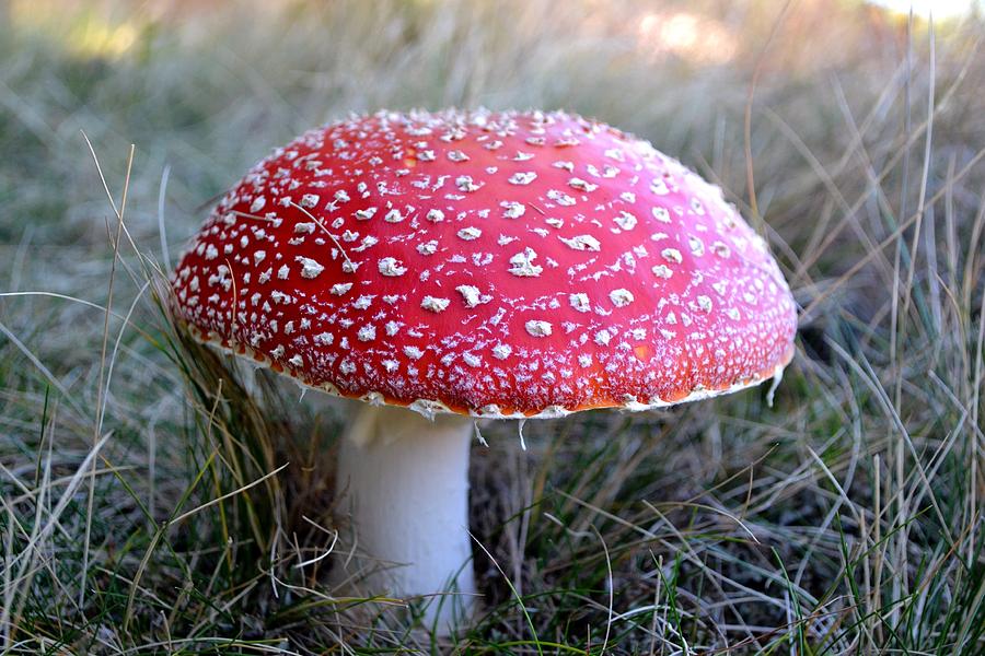 Гриб мухомор 2 класс. Мухомор красный (Amanita muscaria). Мухомор красный 3 класс. Мухомор золотистый (Amanita muscaria var. Aureola). Мухомор краснокнижный.