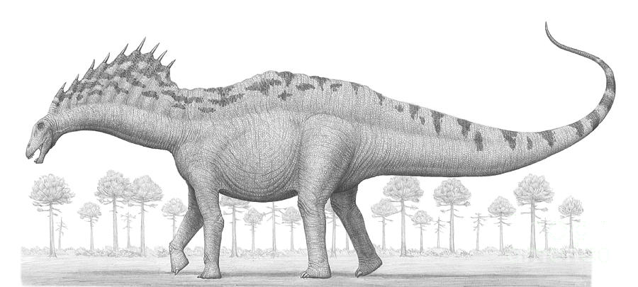 amargasaurus