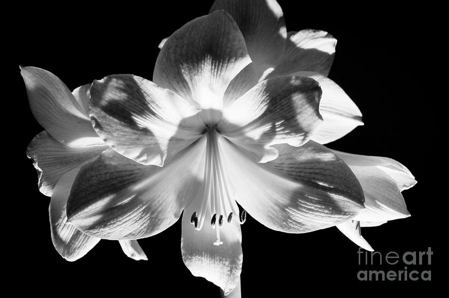 Amaryllis - Black And White Photograph by Ben Haslam