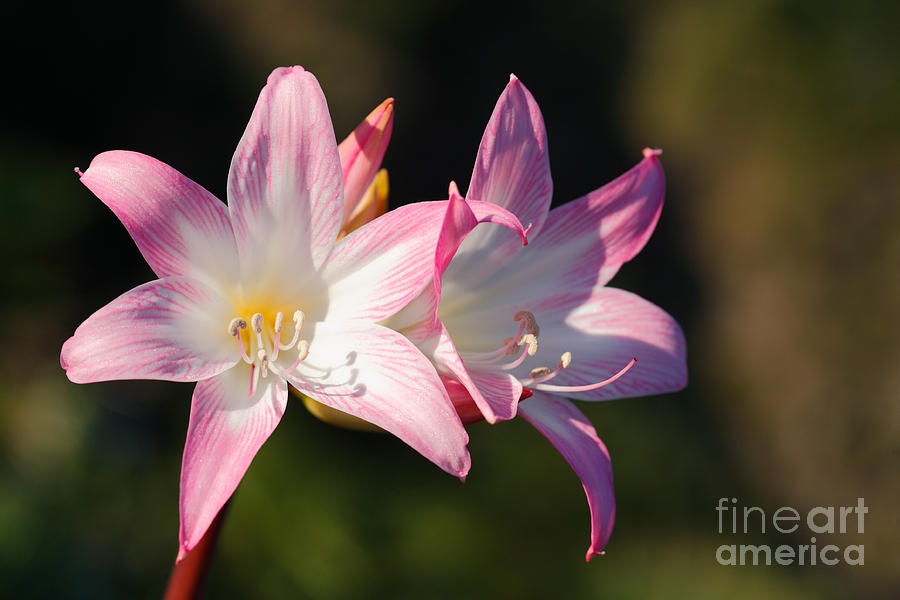 Lily Photograph - Amaryllis belladonna by Gaspar Avila